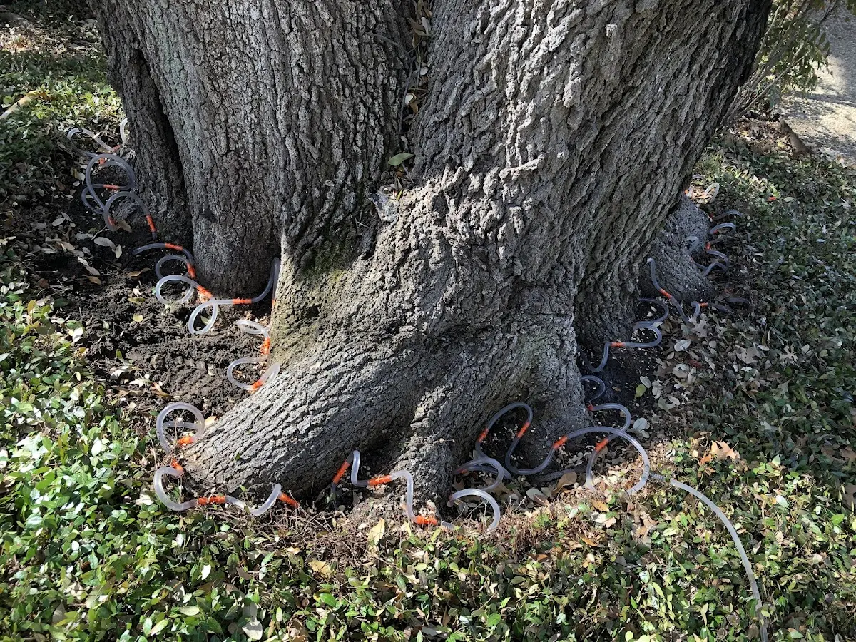 Detailed Tree Cabling and Bracing job site in Guion