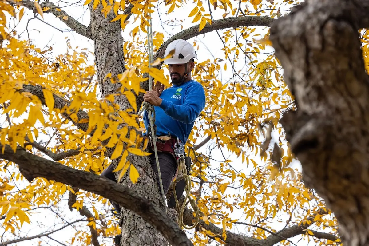 Skilled Tree Planting crew working in Guion